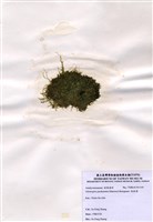 藏品(指枝藻)的圖片